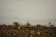 080402.Tim-Borrough_t.gif