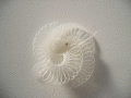 080624_scott_massey1_t.gif