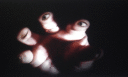 081104.Exp-19a_t.gif