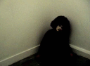 090421.clown_t.gif