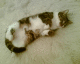 060103.trixie_t.gif