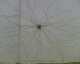 060105.firework_1_t.gif