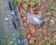 060116.pigeon_t.gif