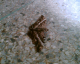 060125.butterflyDeath_t.gif